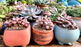 多肉小野猫吃瓜爆料,娱乐圈幕后真相大曝光